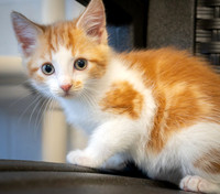 kittens-12