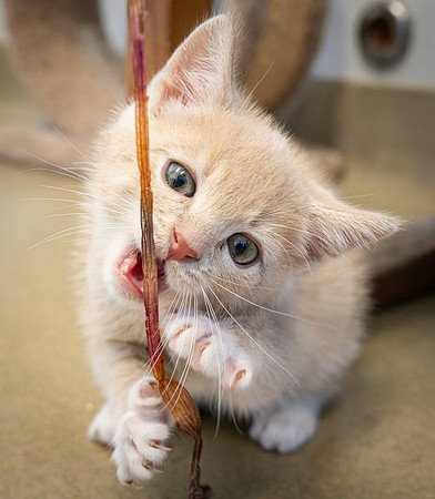 kittens-13