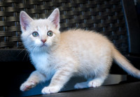 kittens-14