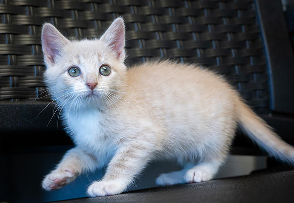kittens-14