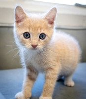 kittens-15