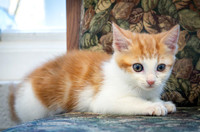 kittens-16