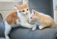 kittens-17