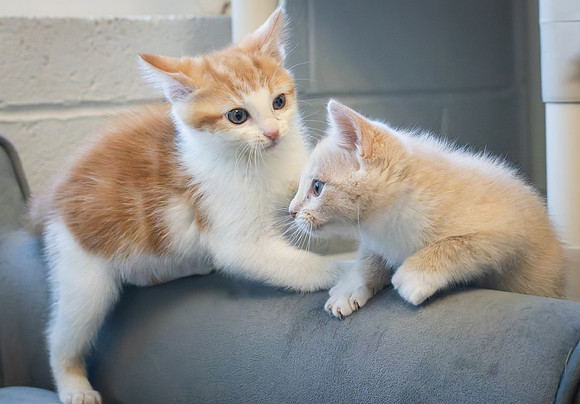 kittens-17