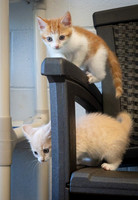 kittens-18