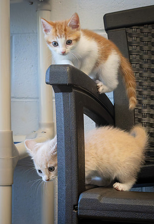 kittens-18