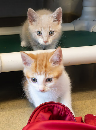 kittens-19
