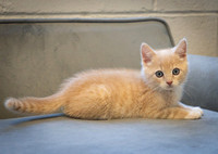 kittens-20