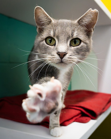 TH-Cats-2
