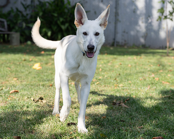 Arwen-4