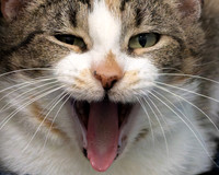 Talbot Humane - November 26, 2025