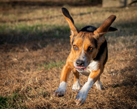 Talbot Humane - December 3, 2025