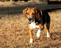 Rustler-2