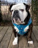 Talbot Humane - December 31, 2025