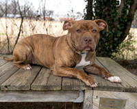 Talbot Humane - January 14, 2026