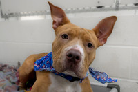 Talbot Humane - February 4, 2026