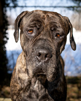 Talbot Humane - February 11, 2026