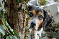 Talbot Humane - February 18, 2026
