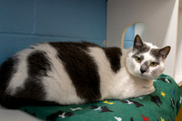 Percy-2