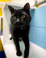 Sir Kitty-1