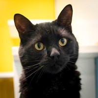 Sir Kitty-2