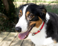 Millie-2