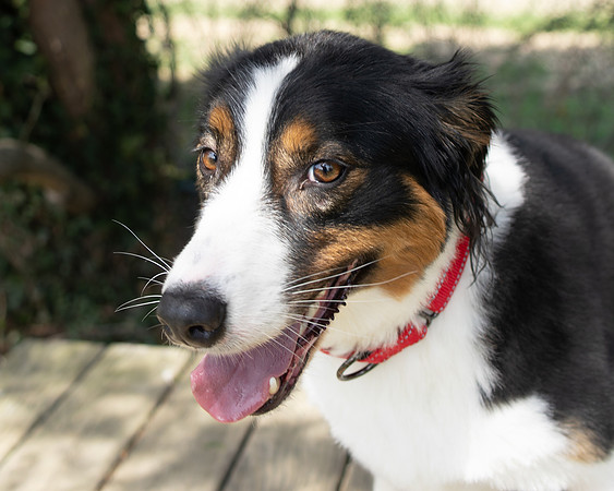 Millie-2