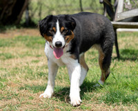 Millie-3