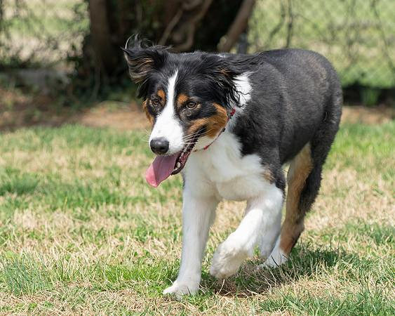 Millie-5