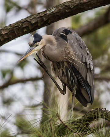 _MG_0786