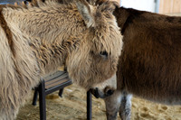 Campbell's Lane Farm - Donkeys