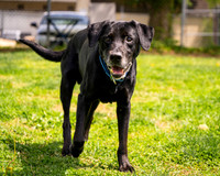 Talbot Humane - April 15, 2026