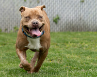 Talbot Humane - April 22, 2026
