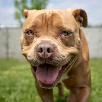 Joy-4