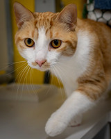 Talbot Humane - April 29, 2026