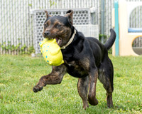 Zoe-1
