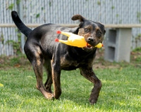 Zoe-4