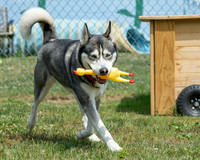 Tlabot Humane - June 10, 2026