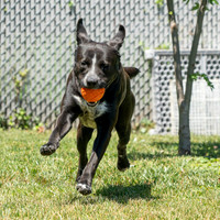 Talbot Humane - June 24, 2026
