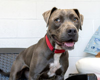 Talbot Humane - July 1, 2026