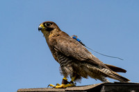 Blackwater Refuge - July 2026