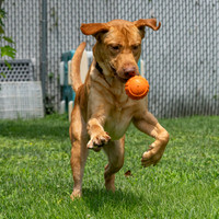 Talbot Humane - July 29, 2026