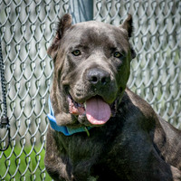 Talbot Humane - August 5, 2026