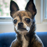 Talbot Humane - August 26, 2026