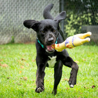 Talbot Humane - September 2, 2026