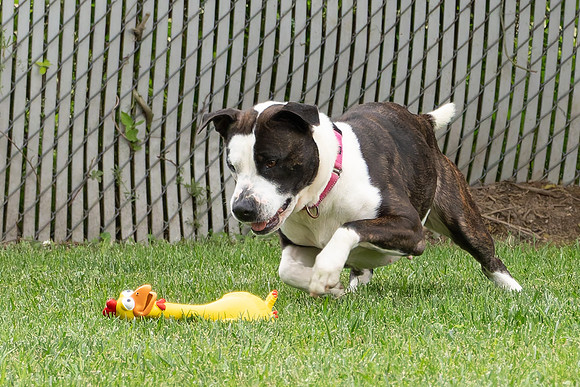 Bella-2