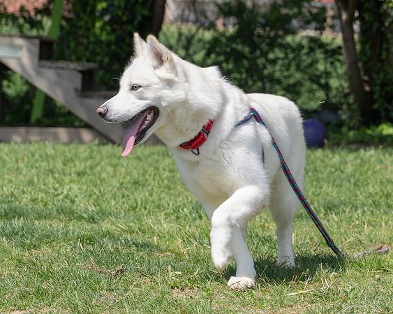Zoe-4