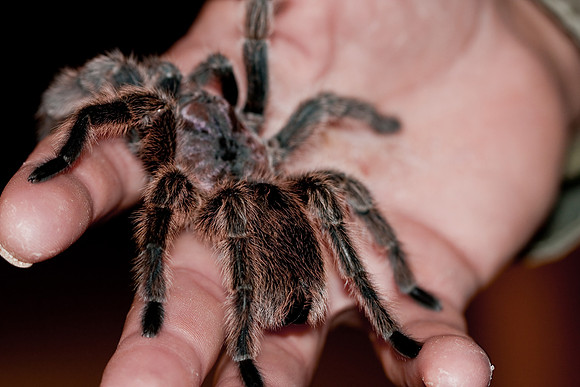 Tarantula