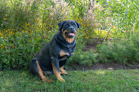 Jovie-1