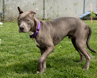 Talbot Humane - April 24, 2024